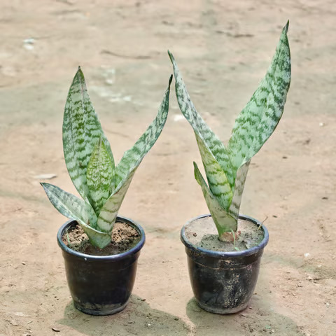 snake plant
